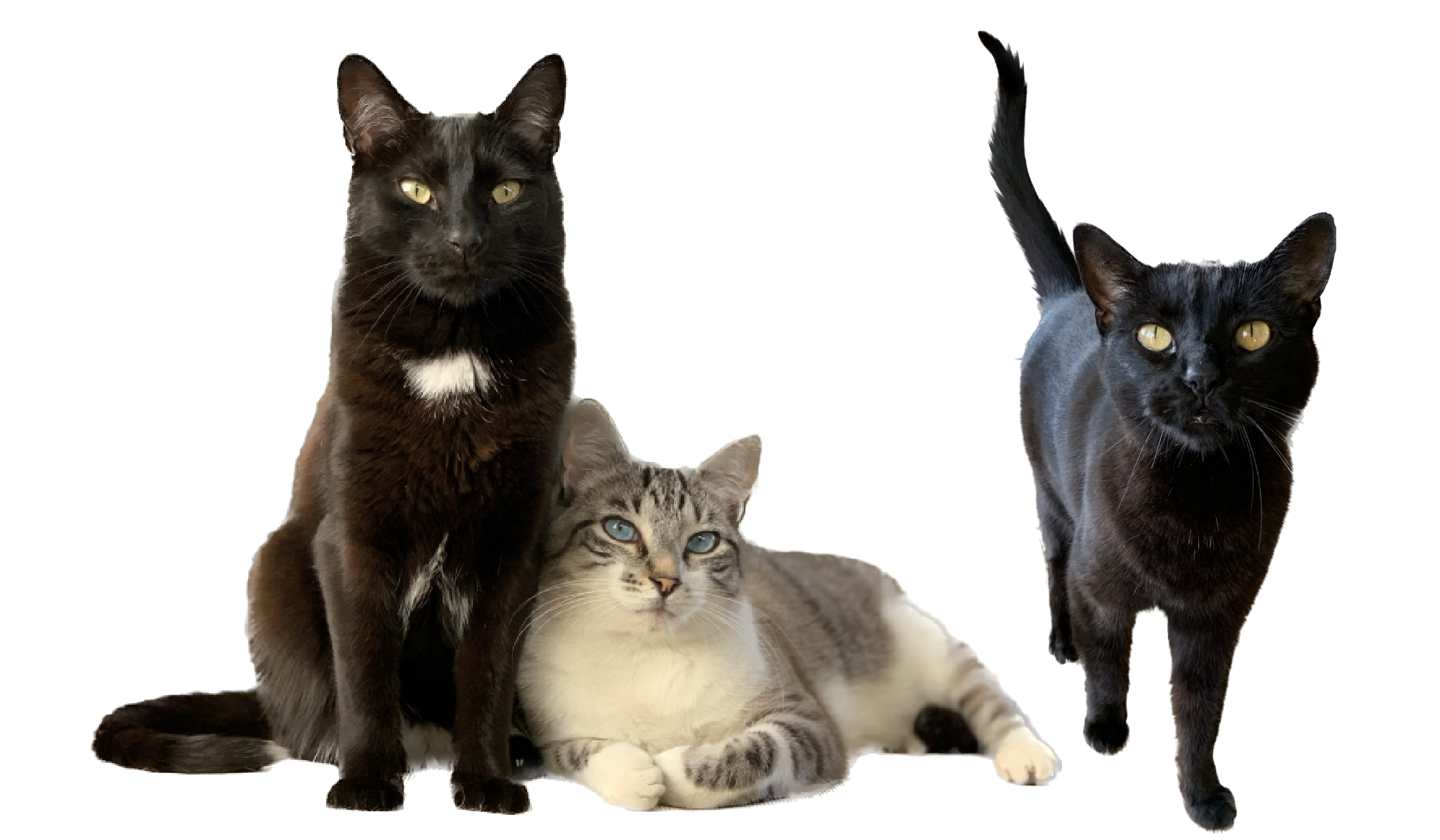 Gerda's Katten<br />
Pruneau, Pompom & Sansa<br />
geadopteerd via stichting Ace-charity